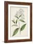 Antique Botanical Collection XII-Ridgeway-Framed Art Print
