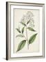 Antique Botanical Collection XII-Ridgeway-Framed Art Print