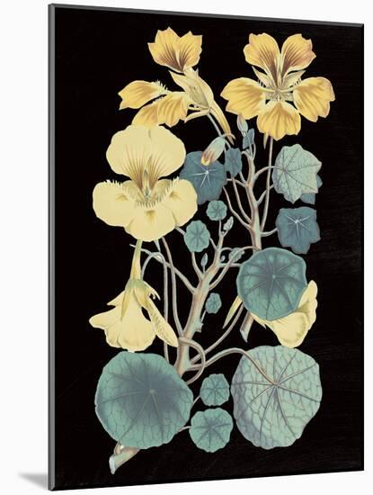 Antique Botanical XVII Cool on Black-Wild Apple Portfolio-Mounted Art Print