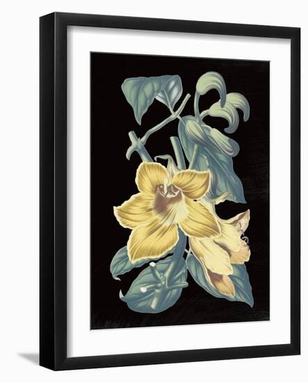 Antique Botanical XVIII Cool on Black-Wild Apple Portfolio-Framed Art Print