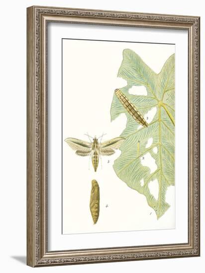 Antique Butterflies and Leaves I-Vision Studio-Framed Art Print