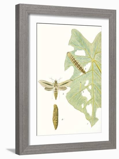 Antique Butterflies and Leaves I-Vision Studio-Framed Art Print
