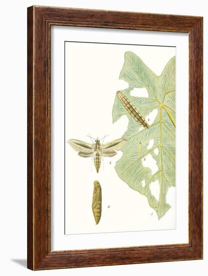 Antique Butterflies and Leaves I-Vision Studio-Framed Art Print