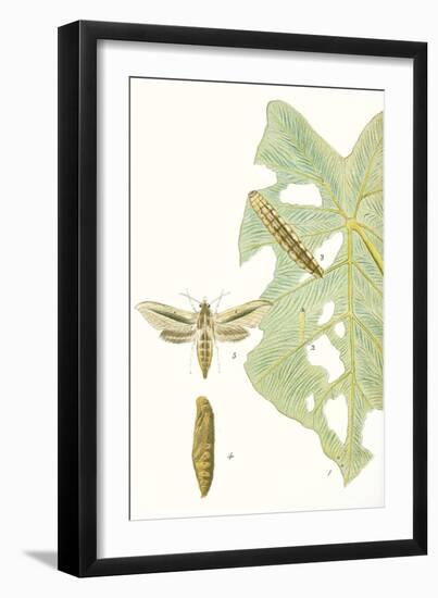 Antique Butterflies and Leaves I-Vision Studio-Framed Art Print