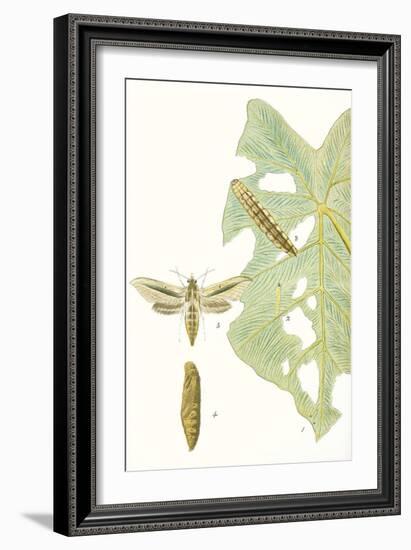 Antique Butterflies and Leaves I-Vision Studio-Framed Art Print