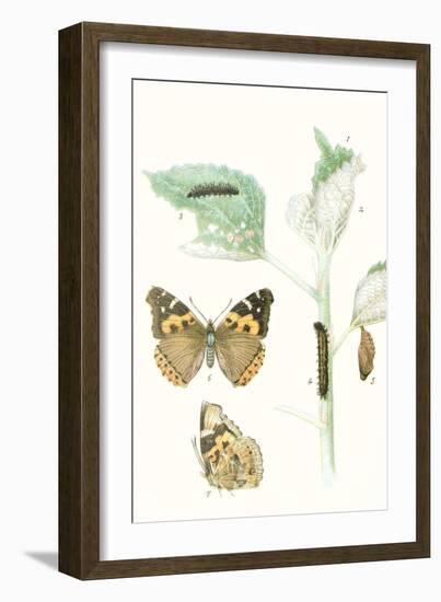 Antique Butterflies and Leaves III-Vision Studio-Framed Art Print