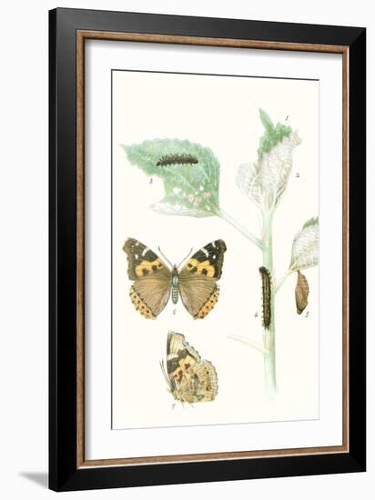 Antique Butterflies and Leaves III-Vision Studio-Framed Art Print