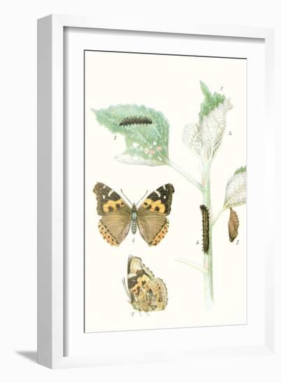 Antique Butterflies and Leaves III-Vision Studio-Framed Art Print