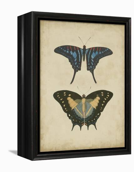 Antique Butterfly Pair III-Vision Studio-Framed Stretched Canvas