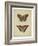 Antique Butterfly Pair IV-Vision Studio-Framed Art Print