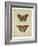 Antique Butterfly Pair IV-Vision Studio-Framed Art Print