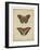 Antique Butterfly Pair IV-Vision Studio-Framed Art Print