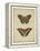 Antique Butterfly Pair IV-Vision Studio-Framed Stretched Canvas