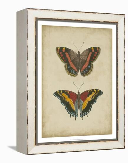 Antique Butterfly Pair IV-Vision Studio-Framed Stretched Canvas