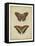 Antique Butterfly Pair IV-Vision Studio-Framed Stretched Canvas