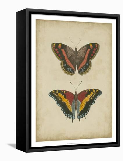 Antique Butterfly Pair IV-Vision Studio-Framed Stretched Canvas