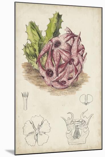 Antique Cactus III-Curtis-Mounted Art Print