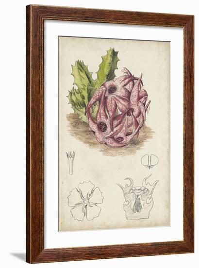 Antique Cactus III-Curtis-Framed Art Print