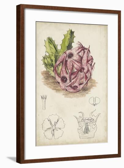 Antique Cactus III-Curtis-Framed Art Print