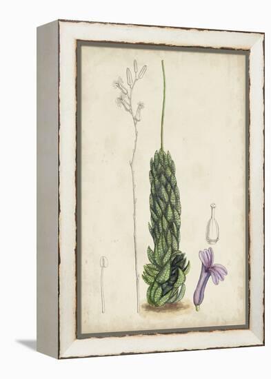 Antique Cactus IV-Curtis-Framed Stretched Canvas