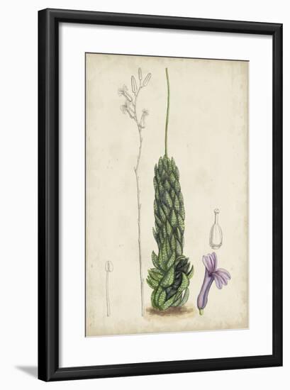 Antique Cactus IV-Curtis-Framed Art Print