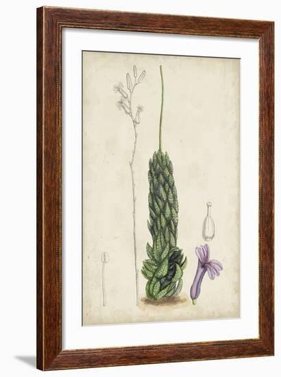 Antique Cactus IV-Curtis-Framed Art Print