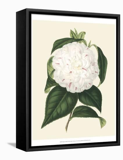 Antique Camellia I-Van Houtte-Framed Stretched Canvas