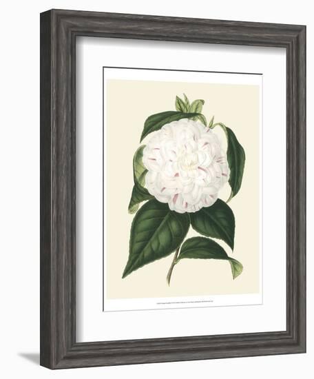 Antique Camellia I-Van Houtte-Framed Art Print