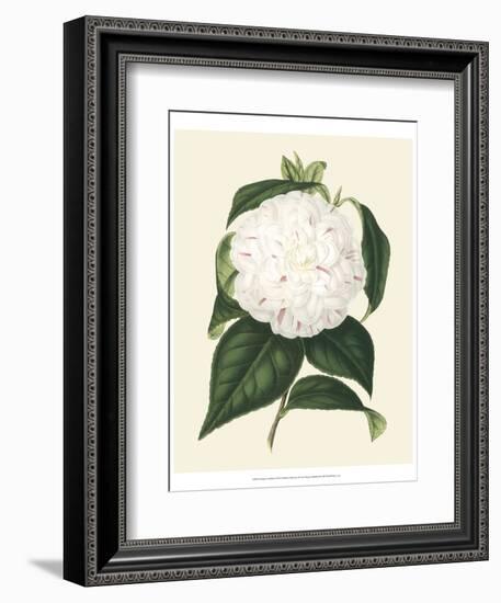 Antique Camellia I-Van Houtte-Framed Art Print