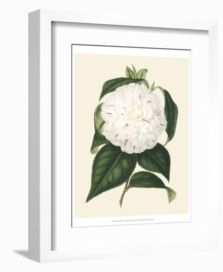 Antique Camellia I-Van Houtte-Framed Premium Giclee Print