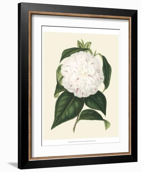 Antique Camellia I-Van Houtte-Framed Art Print