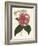 Antique Camellia II-Van Houtte-Framed Art Print