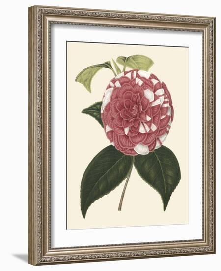 Antique Camellia II-Van Houtte-Framed Art Print