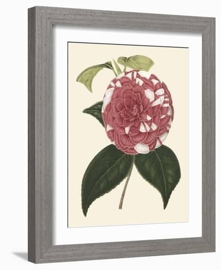 Antique Camellia II-Van Houtte-Framed Art Print