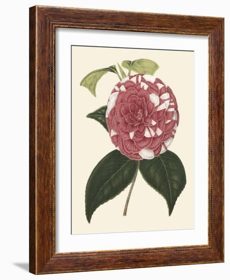 Antique Camellia II-Van Houtte-Framed Art Print