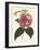 Antique Camellia II-Van Houtte-Framed Art Print