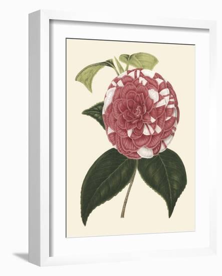 Antique Camellia II-Van Houtte-Framed Art Print