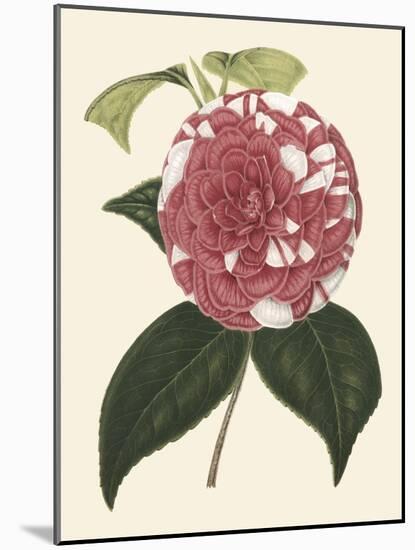 Antique Camellia II-Van Houtte-Mounted Art Print