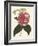 Antique Camellia II-Van Houtte-Framed Art Print