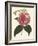 Antique Camellia II-Van Houtte-Framed Art Print