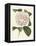 Antique Camellia III-Van Houtte-Framed Stretched Canvas