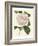 Antique Camellia III-Van Houtte-Framed Art Print