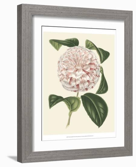 Antique Camellia III-Van Houtte-Framed Art Print