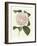 Antique Camellia III-Van Houtte-Framed Art Print