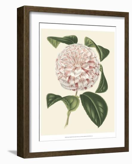 Antique Camellia III-Van Houtte-Framed Art Print