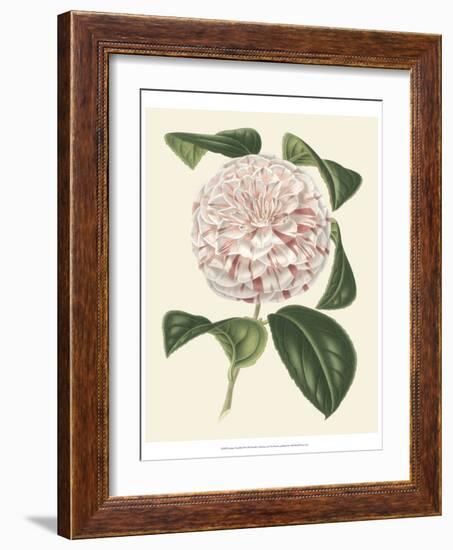 Antique Camellia III-Van Houtte-Framed Art Print