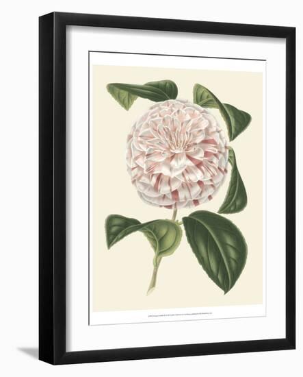 Antique Camellia III-Van Houtte-Framed Art Print