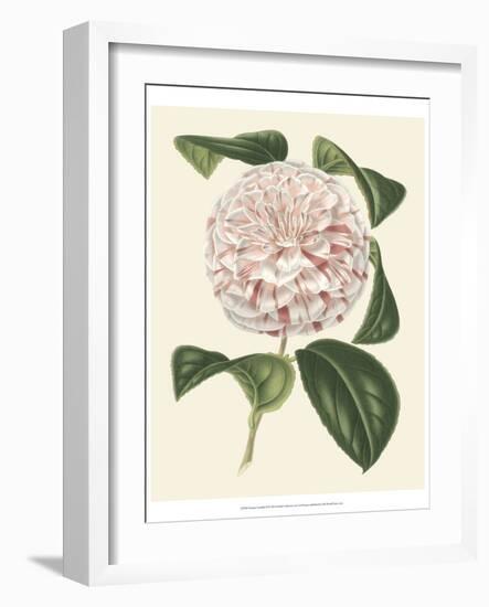 Antique Camellia III-Van Houtte-Framed Art Print