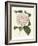 Antique Camellia III-Van Houtte-Framed Art Print