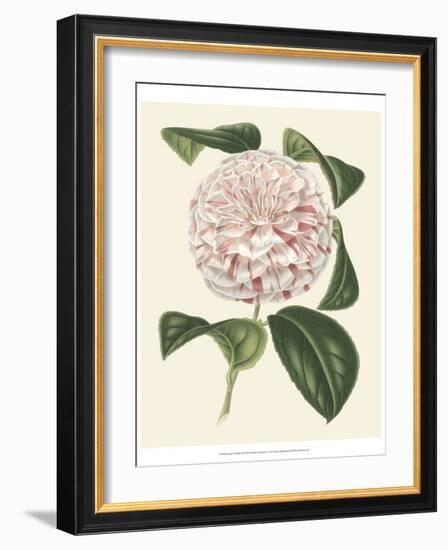 Antique Camellia III-Van Houtte-Framed Art Print